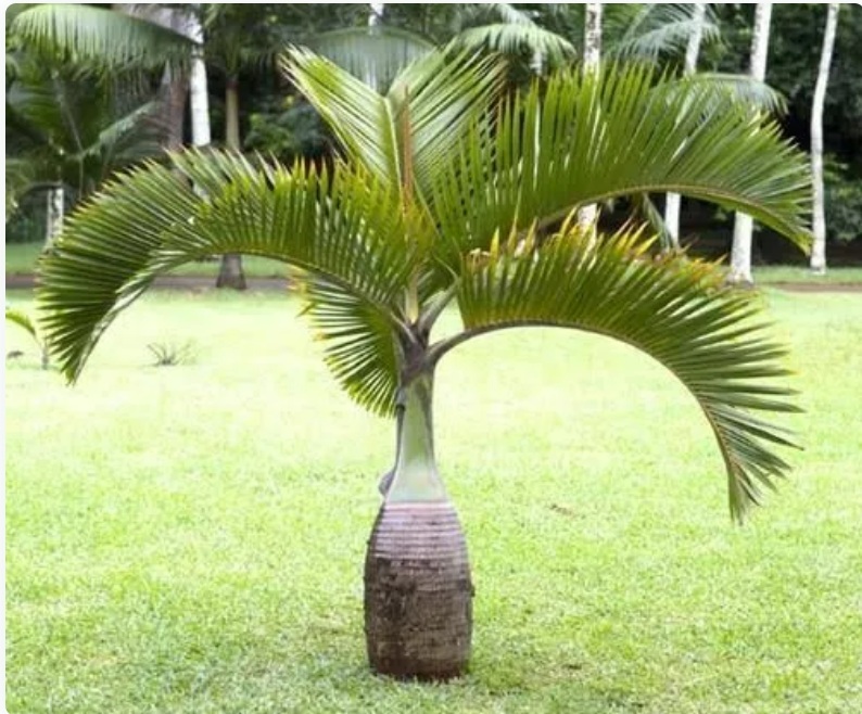 Palm Plant